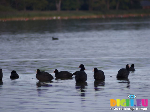 FZ031708 Moorhens